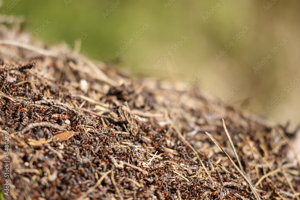 A close-up of an anthill made of earth, needles, and twigs, with a blurred green background.
A close-up of an anthill made of earth, needles, and twigs, with a blurred green background.