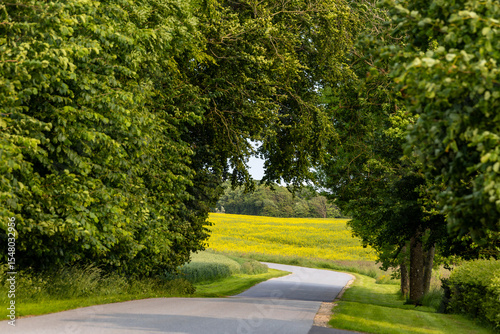 Nykobing Mors, Denmark A canopy of trees over a rural road