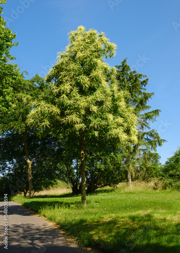 Quadro em tela Natur im Juni, blühende Edelkastanie (Castanea sativa) im Park