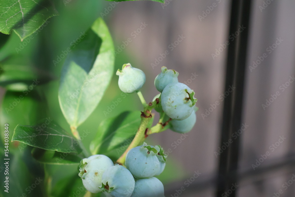 Blueberry bush in a garden Blueberry bush in a garden