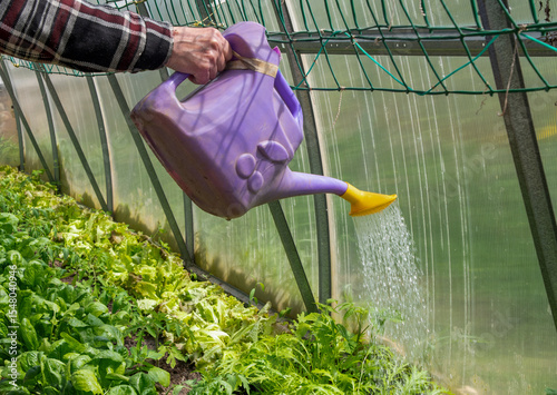 farmer watering lettuce growing in greenhouse using bright purple and yellow watering can, eco gardening concept in his garden,