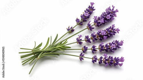 A high-resolution photograph of fresh lavender stems against a pure white background