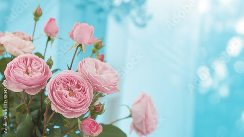 A soft, dreamy photograph of pink roses against a bright turquoise blue background