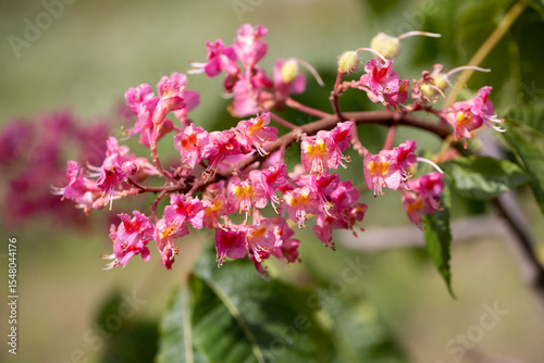 Wide Close-Up of Red Horse Chestnut Blossoms in Spring
