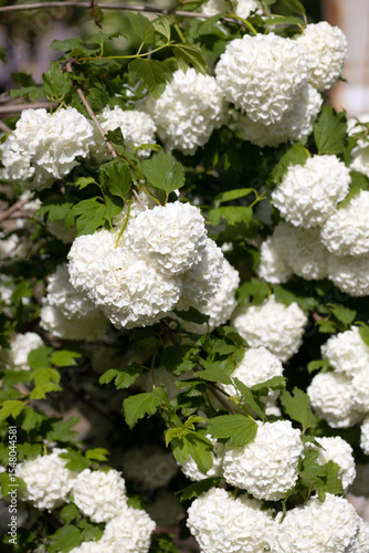 White Hydrangeas Blooming in Garden – Vertical Floral Photo with Soft Petals and Green Leaves, Elegant Summer Flowers for Nature Background, Wedding Design, Botanical Wall Art or Floral Decor