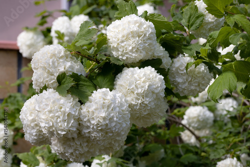 Horizontal Garden Background with White Hydrangeas in Bloom – Soft Elegant Floral Texture for Wedding Themes, Seasonal Nature Design, Botanical Projects, or Outdoor Floral Decor