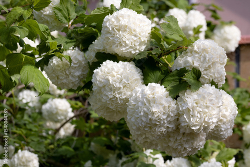 White Hydrangea Flowers Blooming in Garden – Horizontal Floral Scene with Soft Petals and Green Foliage for Nature Background, Wedding Decor, Botanical Design, or Summer Landscape Use