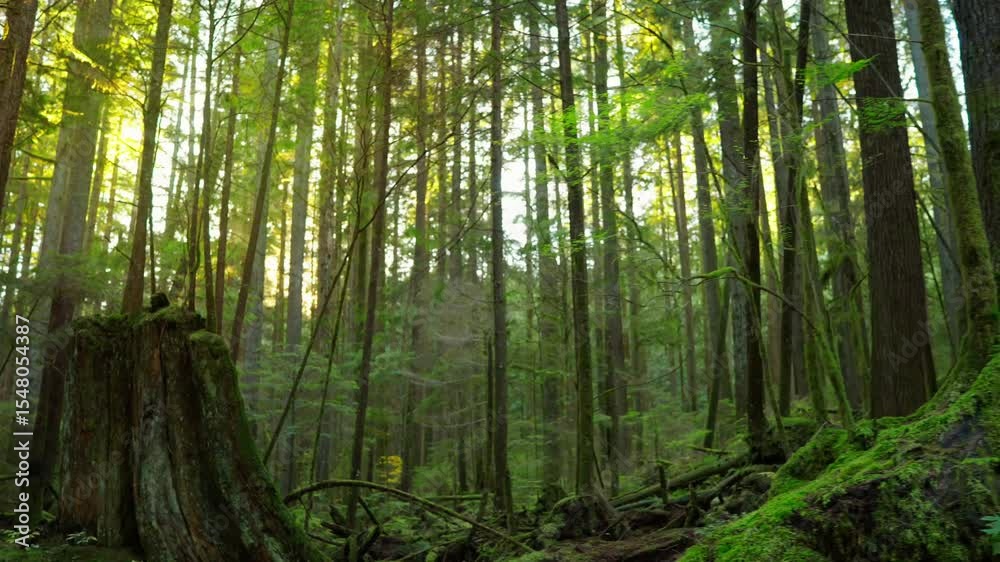 Moving through the lush green forest at sunset. Stunning Canadian nature. Moving through the lush green forest at sunset. Stunning Canadian nature.