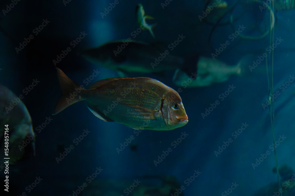 Naklejka premium Red seabream, Snapper (Pagrus major) under water