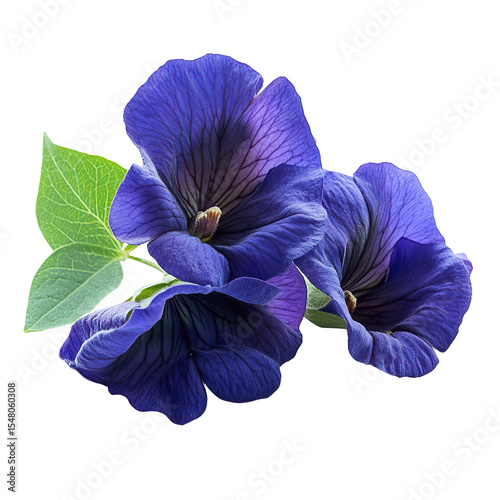 Photorealistic Blue Violet Butterfly Pea Flower Cluster with Leaves