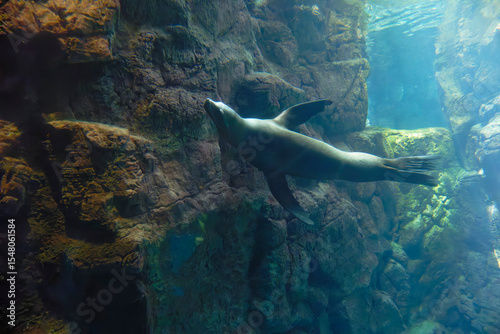 California sea lion (Zalophus californianus) under water