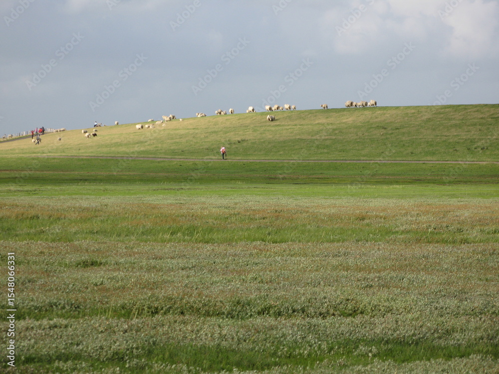 Deich mit Schafen bei Westerhever Halbinsel Eiderstedt Deich mit Schafen bei Westerhever Halbinsel Eiderstedt