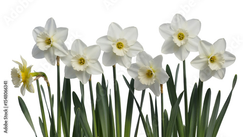 Elegant White Daffodils Spring Flowers Blooming Isolated on transparent background