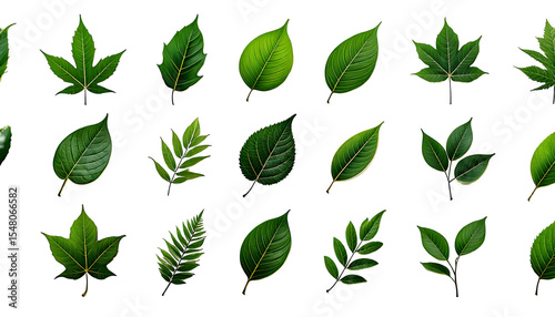 Various green leaf designs showcasing different shapes and styles suitable for nature-themed 