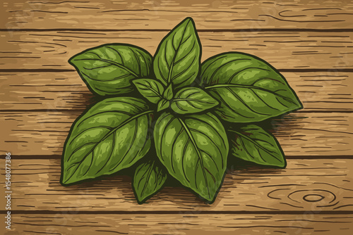 Fresh organic basil leaves in a vintage woodcut style. Vector illustration of green herb bunch on a rustic wooden table background. Healthy cooking ingredient concept art.