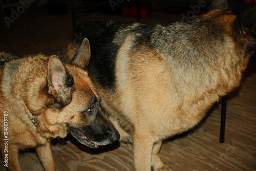 German Shepard Pair Under Harsh Flash 