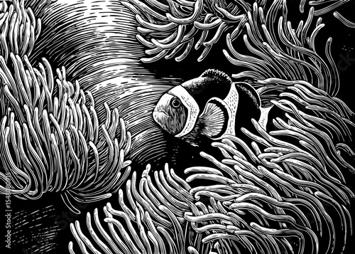 clownfish swimming among sea anemones, a black and white sketch vector