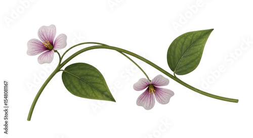 Isolated Pink Flowers