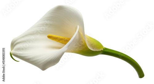 Isolated White Calla Lily
