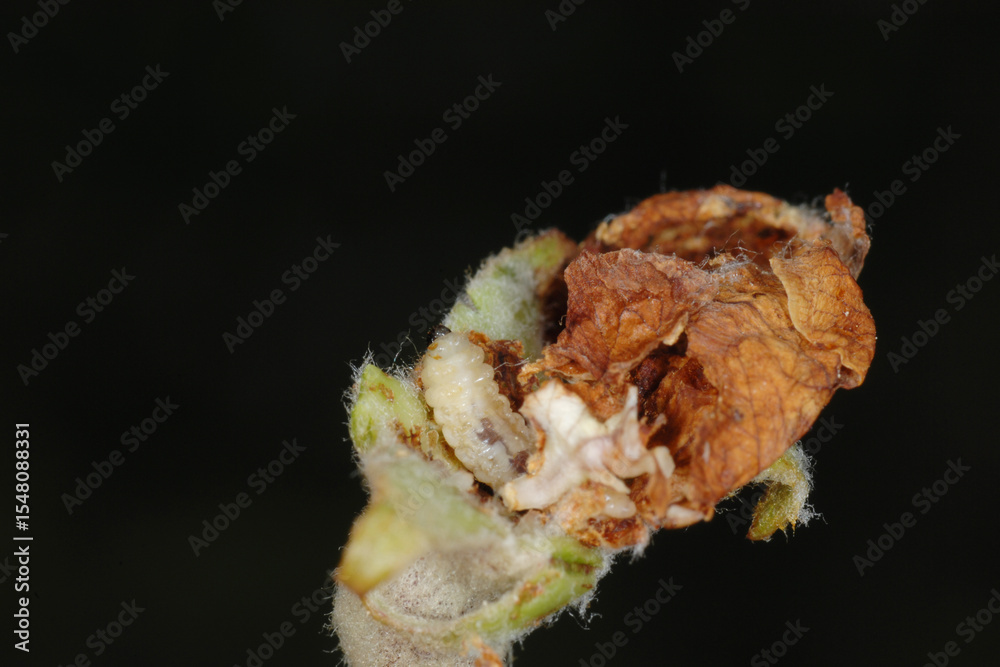 Fototapeta premium Apfelblütenstecher, Anthonomus pomorum L.