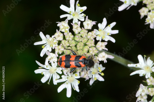 Gemeine  Bienenkäfer, Trichodes apiarius