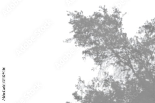 Gray leaf shadow overlay isolated on transparent background. Soft natural botanical texture for design, presentation, poster, and web banner. Abstract organic concept, PNG