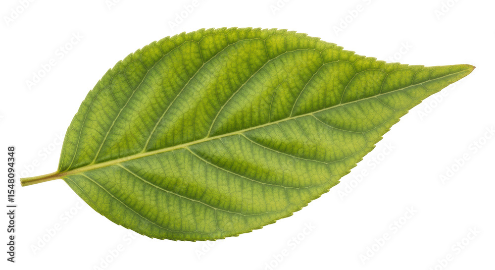 Obraz premium Isolated Single Green Leaf