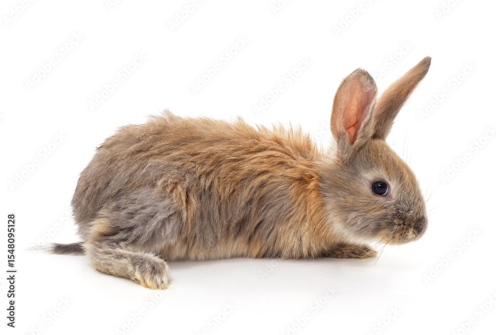 Fototapeta premium Grey small rabbit.