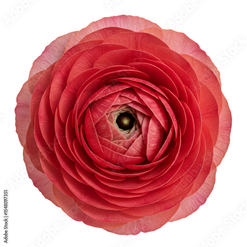 Coral Pink Ranunculus Flower Close Up on Transparent Background
