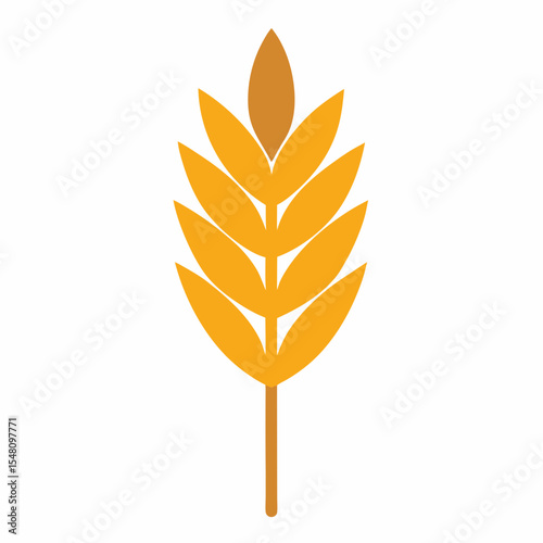 golden wheat isolated on white background
