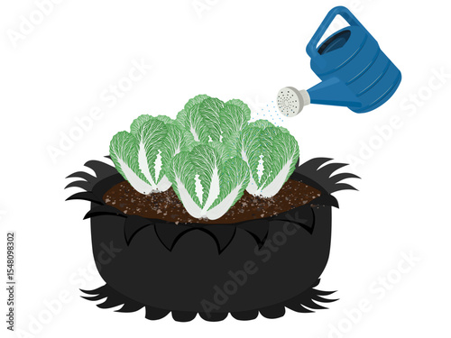 Chinese cabbage on a white background.