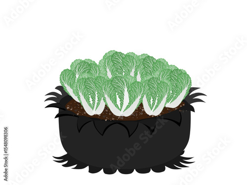 Chinese cabbage on a white background.