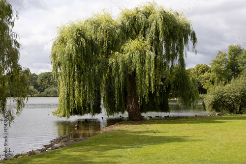 A weeping willow on the lakeshore