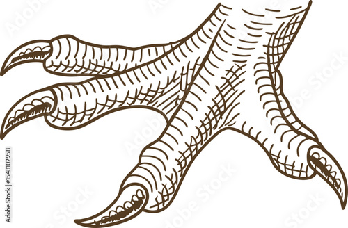bird claw illustration, detailed talon close up animal limb, strong sharp nails, sketch isolated on white background