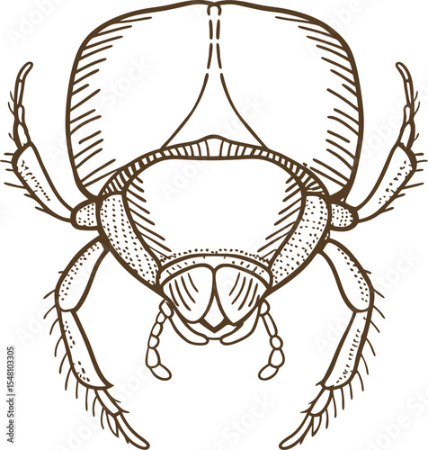 Beetle insect illustration detailed line drawing of scarab bug, symmetrical nature design, entomology, biology concept