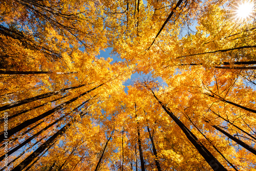 The afternoon sun provides a sunstar peering through the autumn maple canopy in Clear Lake State Park, Woodruff, Wisconsin