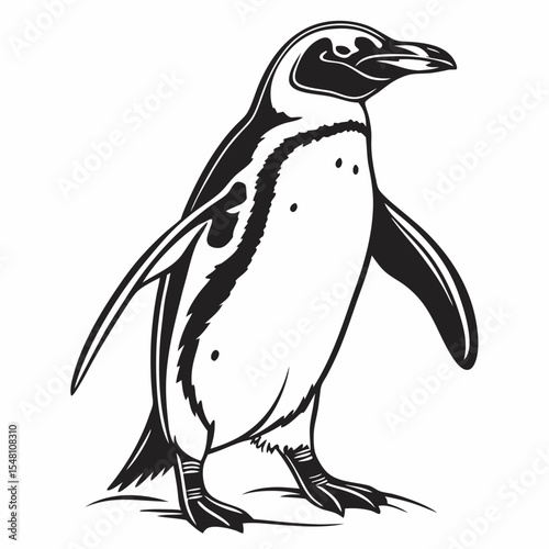 penguin on a white background, vector illustration