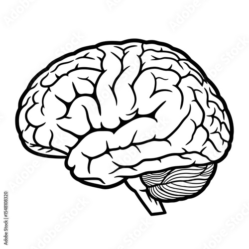 Illustration of a human brain with visible lobes and intricate convolutions in black and white line art
