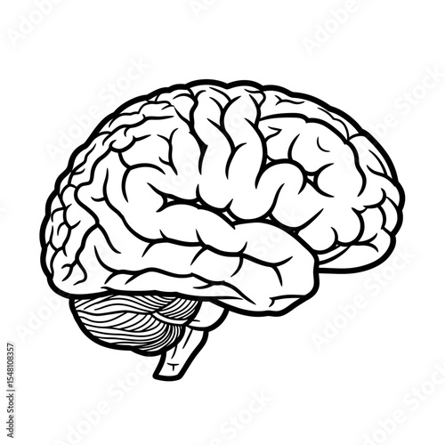A detailed black and white illustration of a human brain on a white background in side view