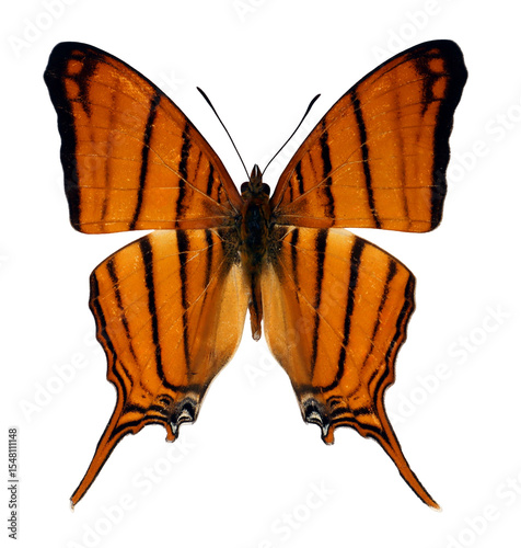 Marpesia berania is showcased in a striking pose that highlights its vivid orange wings adorned with black stripes. This butterfly exhibits a unique and recognizable shape, indicative of its species.