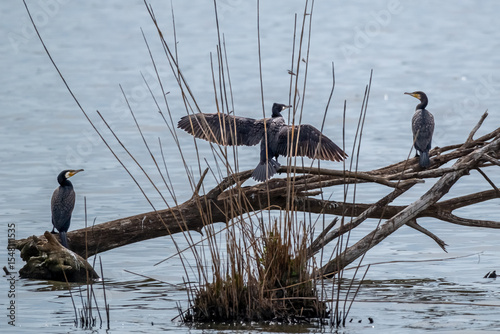 A trio of great cormorants sitting on a floating log preparing to hunt