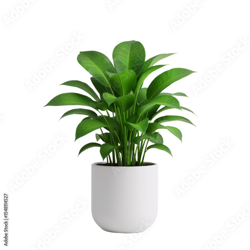 Vibrant Houseplant in White Ceramic Pot Against White Background