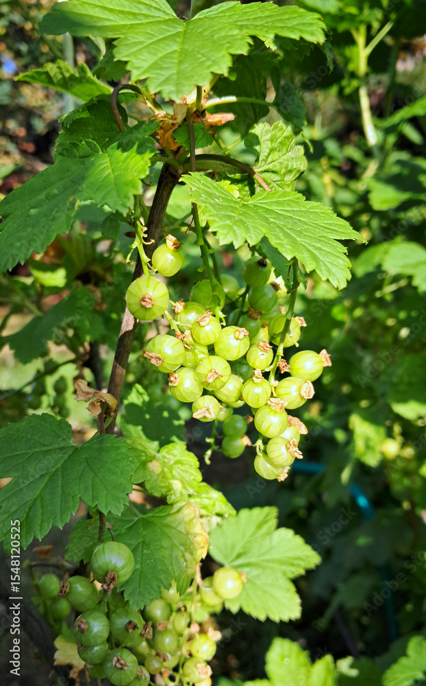custom made wallpaper toronto digitalUnripe green currants growing in clusters on a bush in summer garden