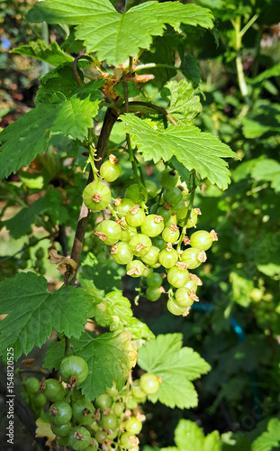 Wallpaper Mural Unripe green currants growing in clusters on a bush in summer garden Torontodigital.ca