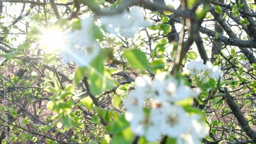 Pear blossoms in the soft sunlight at dawn. Beautiful white pear blossoms in the garden.