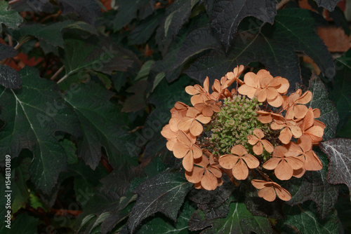 floral photo of hydrangea daisy with dark background good for sympathy card or other back ground