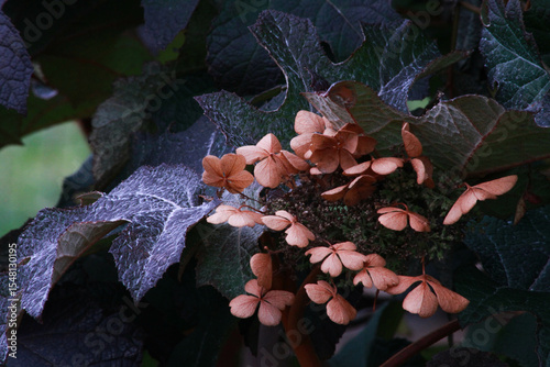 floral photo of hydrangea daisy with dark background good for sympathy card or other back ground