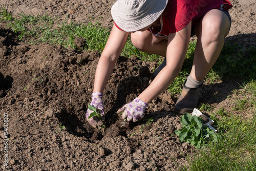 A woman plants young cabbage in a garden bed. Planting cabbage seedlings.