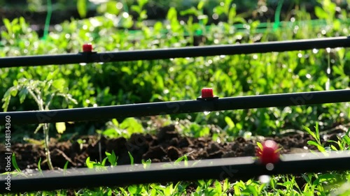 Drip irrigation system in a vegetable garden. An emitter releases water drop by drop from a pipe against the background of young tomato seedlings.