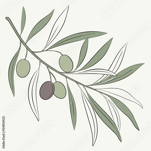 Watercolor Botanical Illustration of a Small Olive Branch